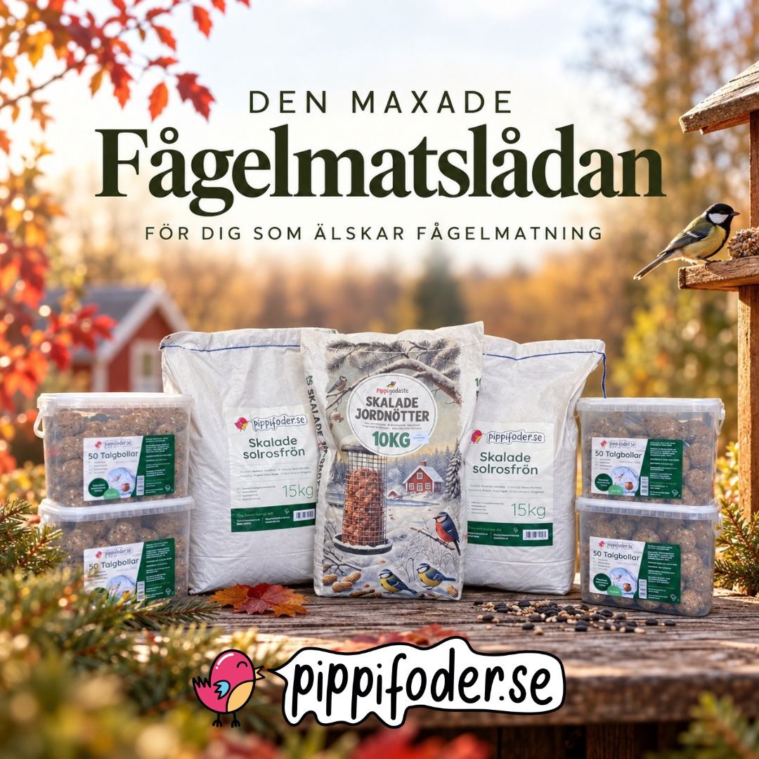 Maksimert fuglematkasse 5 maxade fågelmatslådan