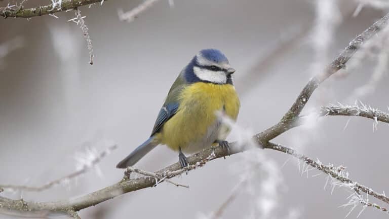 Bild på fågelarten Blåmeis (Cyanistes caeruleus)