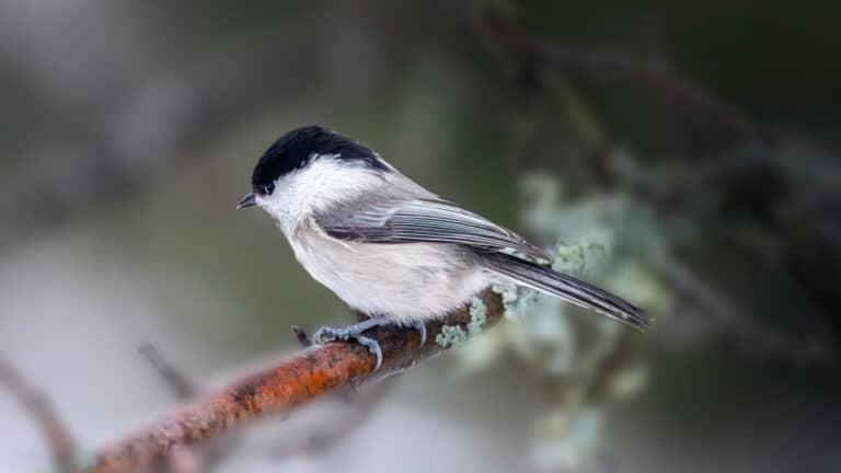 Bild på fågelarten Viitatiainen (Poecile palustris)