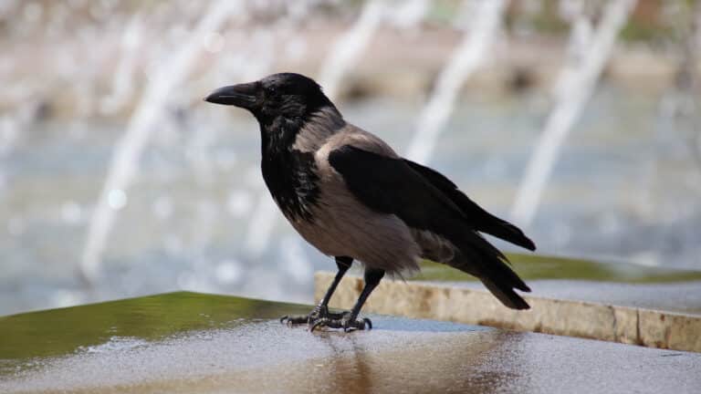 Bild på fågelarten Kråke (Corvus cornix)