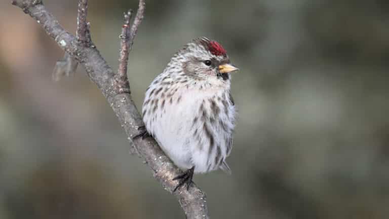 Bild på fågelarten Gråsiska (Carduelis flammea)