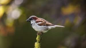 Harmaa varpunen (Passer domesticus)