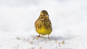 Gulsparv (Emberiza citrinella)