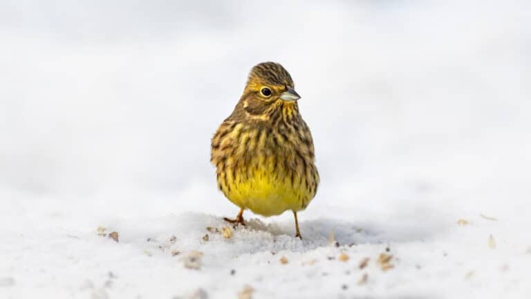 Gulsparv (Emberiza citrinella)