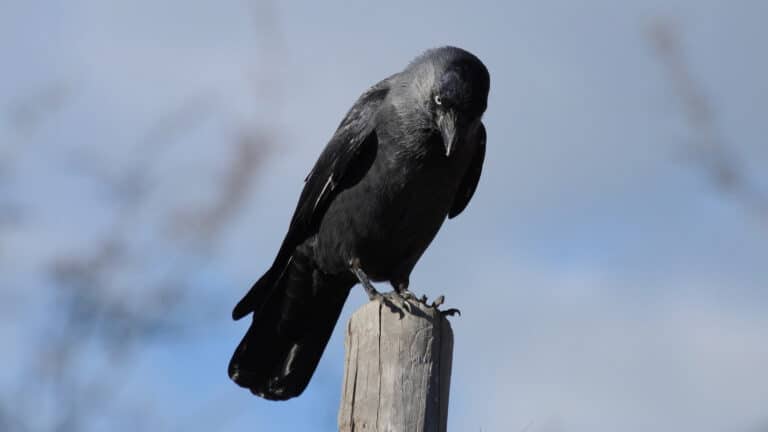 Bild på fågelarten Naakka (Corvus monedula)