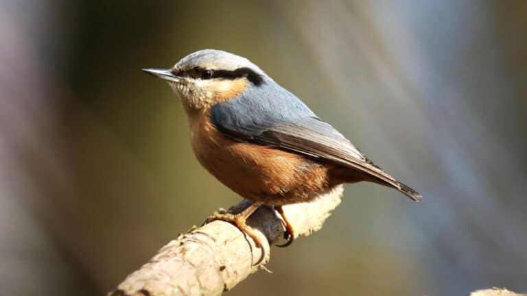 Bild på fågelarten Spætmejse (Sitta europaea)