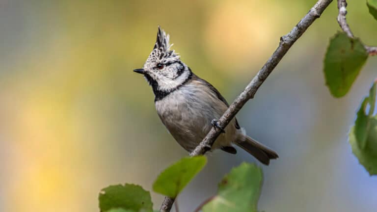 Bild på fågelarten Toppmeis (Lophophophanes cristatus)