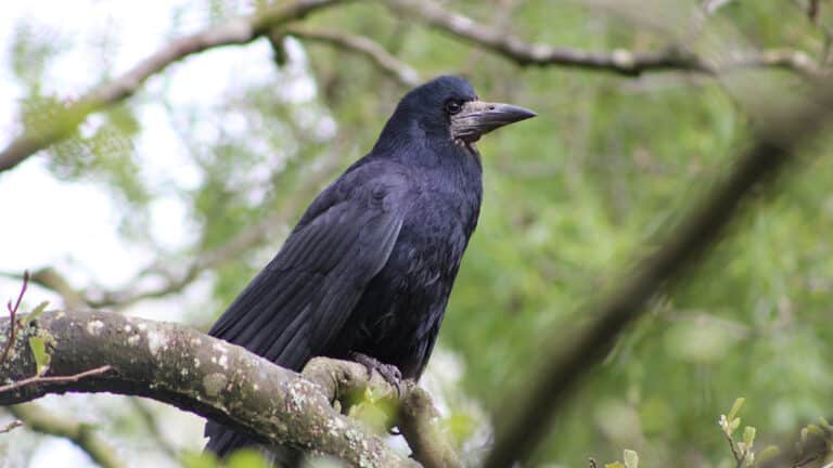 Bild på fågelarten Råka (Corvus frugilegus)