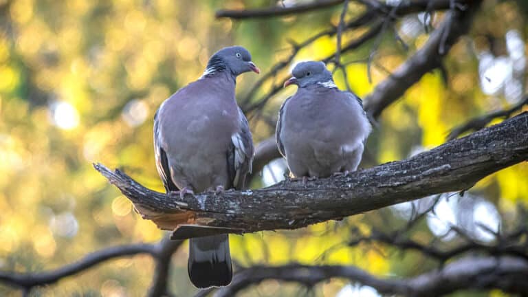 Bild på fågelarten Ringdue (Columba palumbus)