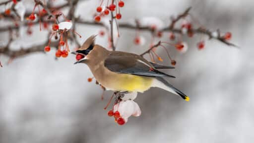 Bild på fågelarten Sidensvans (Bombycilla garrulus)