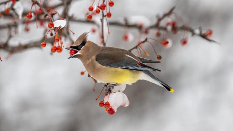 Bild på fågelarten Tilhi (Bombycilla garrulus)