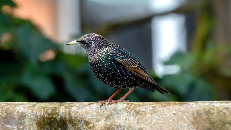 Bild på fågelarten Stær (Sturnus vulgaris)