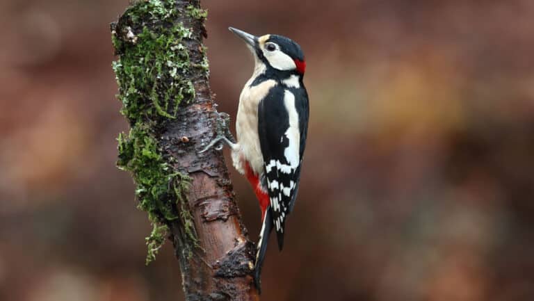 Bild på fågelarten Käpytikka (Dendrocopos major)