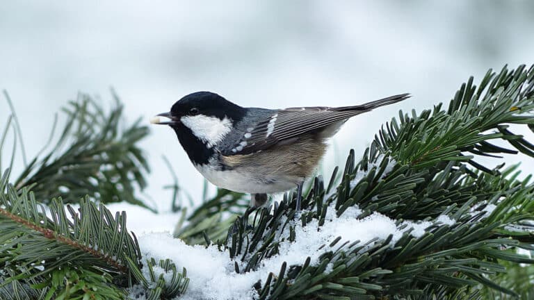 Bild på fågelarten Svartmeis (Periparus ater)