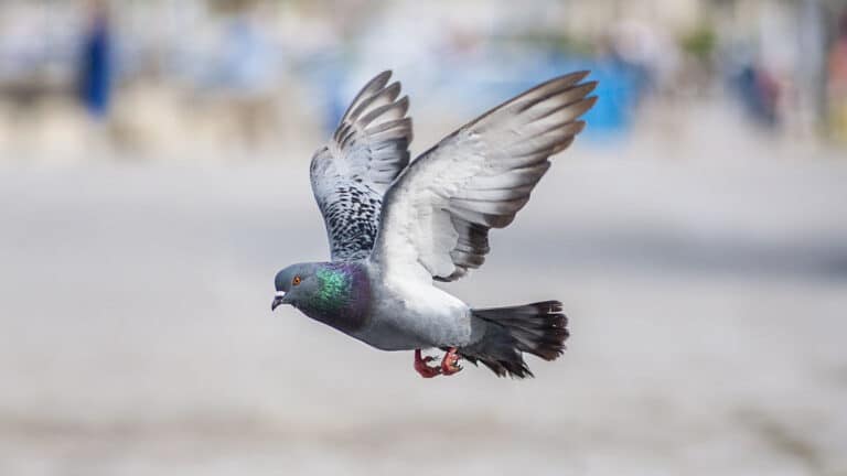 Bild på fågelarten Tamduva (Columba livia domestica)