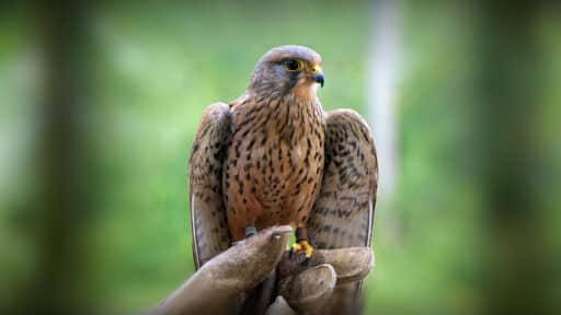 Bild på fågelarten Tornfalk (Falco tinnunculus)