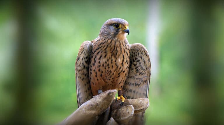 Bild på fågelarten Tårnfalk (Falco tinnunculus)