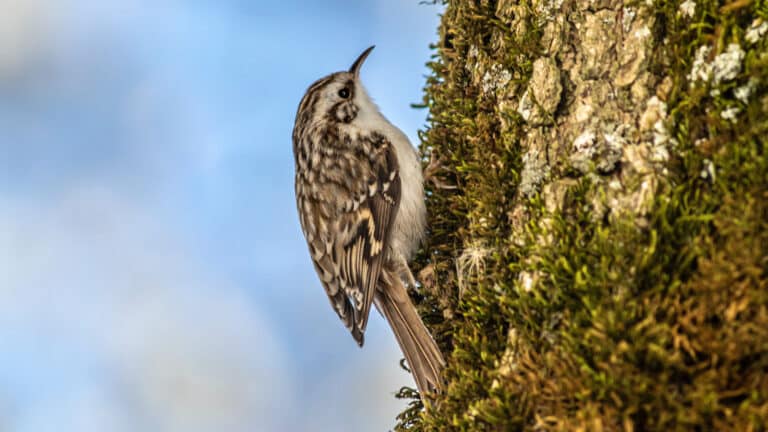 Bild på fågelarten Trekryper (Certhia familiaris)