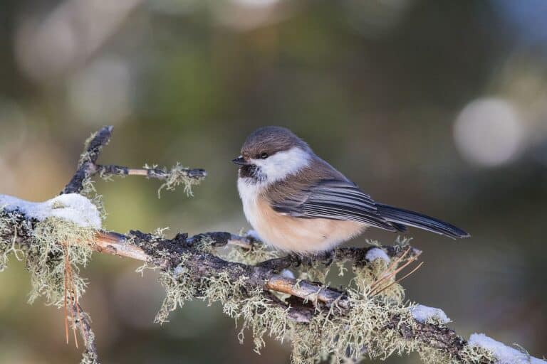 Bild på fågelarten Lapintiainen (Poecile cinctus)