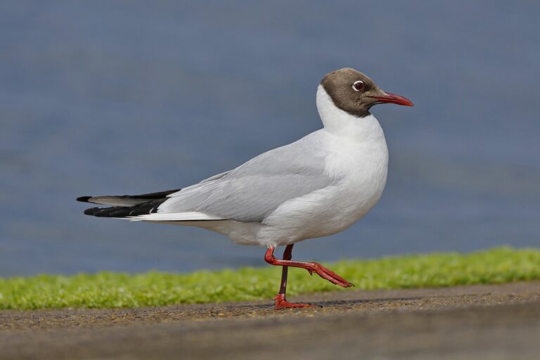 Bild på fågelarten Skrattmås (Chroicocephalus ridibundus)