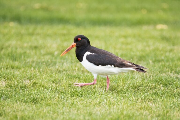 Bild på fågelarten Meriharakka (Haematopus ostralegus)