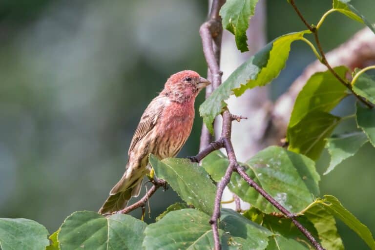 Bild på fågelarten Rosenfink (Carpodacus erythrinus)