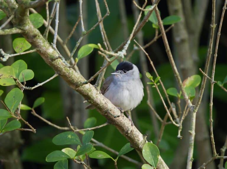 Bild på fågelarten Munk (Sylvia atricapilla)