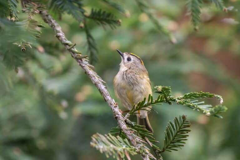 Bild på fågelarten Kungsfågel (Regulus regulus)