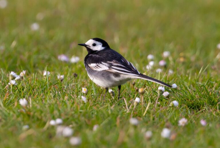 Bild på fågelarten Sädesärla (Motacilla alba)