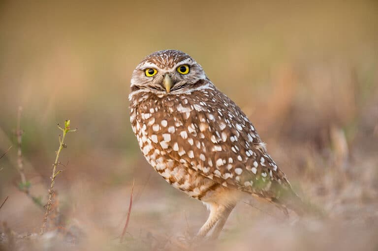 Bild på fågelarten Sparvuggla (Glaucidium passerinum)