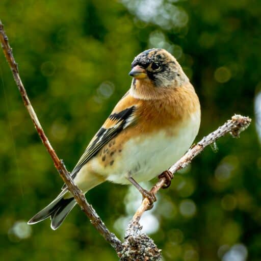 Bild på fågelarten Fjellfink (Fringilla montifringilla)