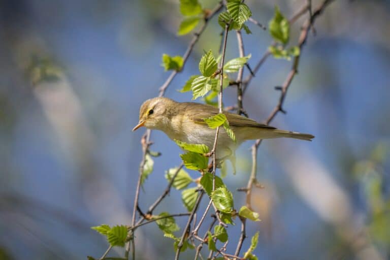 Bild på fågelarten Pajukerttu (Phylloscopus trochilus)