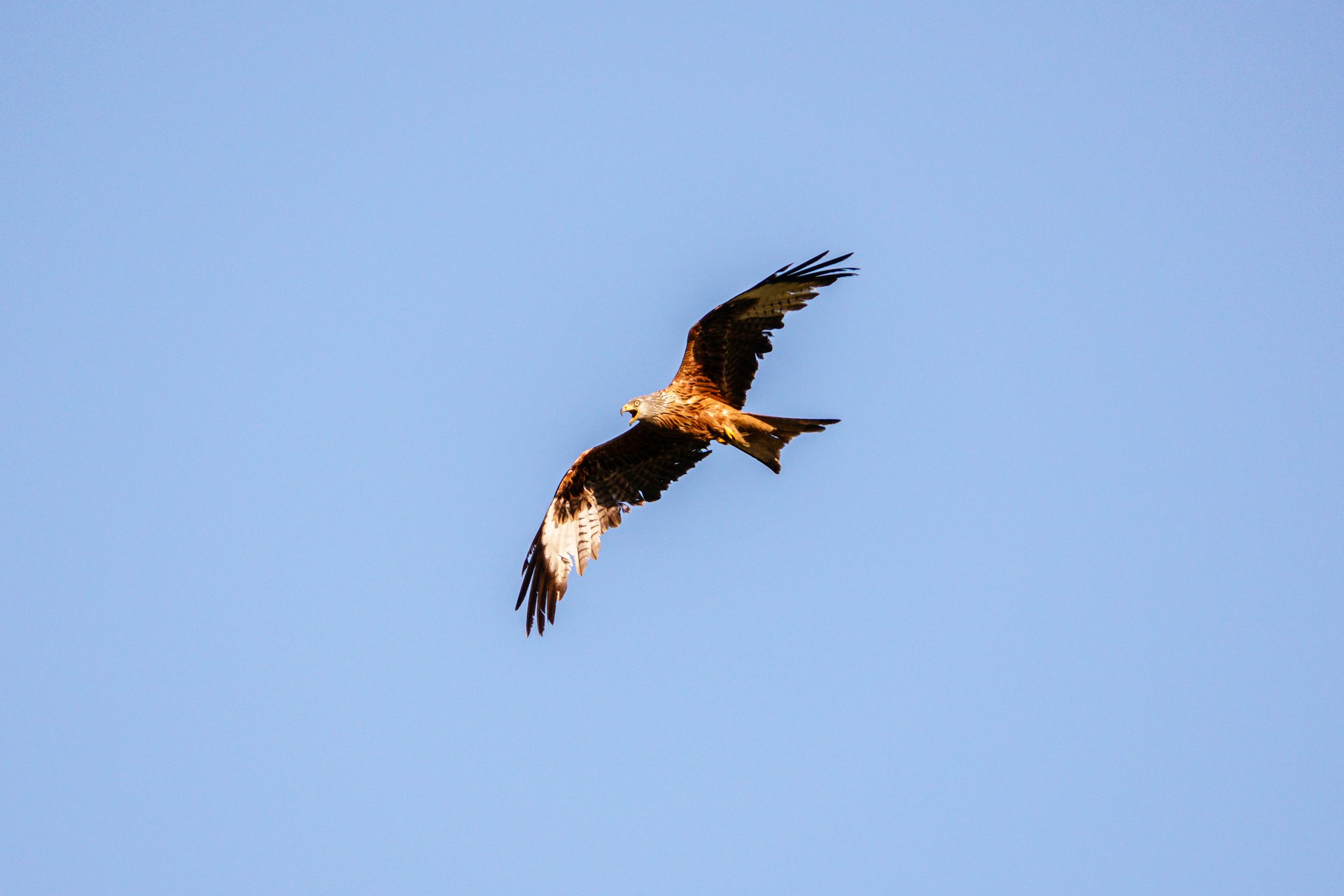 Röd glada (Milvus milvus) - Pippifoder