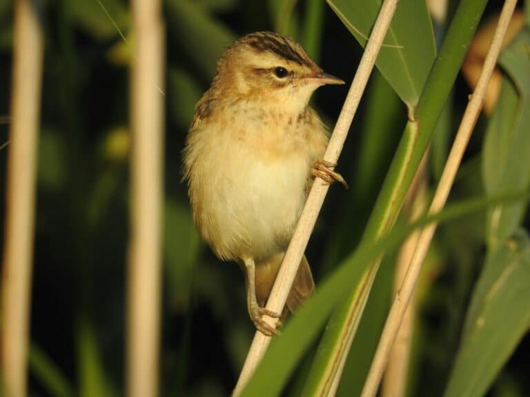 Bild på fågelarten Rørsanger (Acrocephalus schoenobaenus)