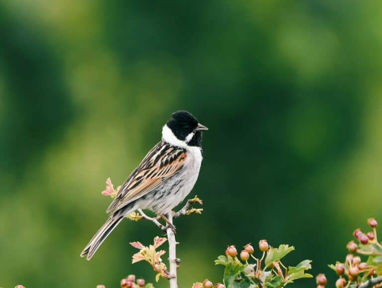 Bild på fågelarten Sävsparv (Emberiza schoeniclus)