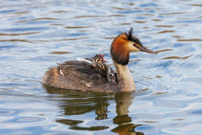 Bild på fågelarten Suuri harjalintu (Podiceps cristatus)