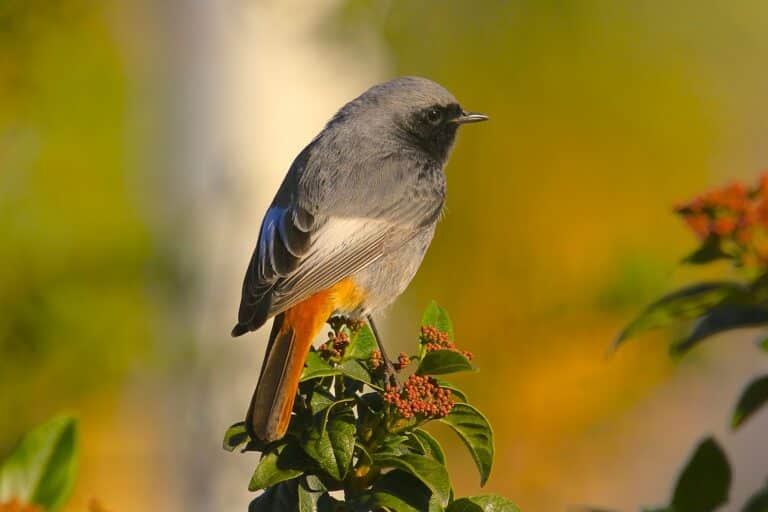 Bild på fågelarten Svart rødstjert (Phoenicurus ochruros)