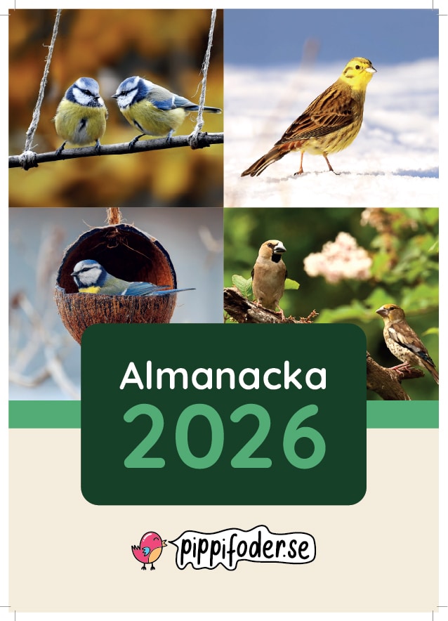 Fågelmatningskalender 2026 1 Almanacka med fågelmotiv 2026