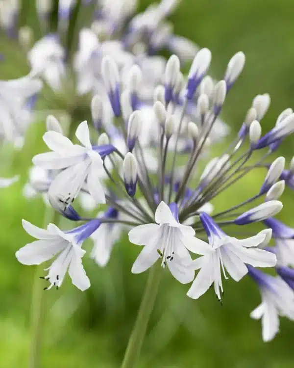 Afrikansk lilje - Agapanthus twister