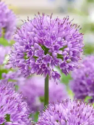 Allium - Angulosum