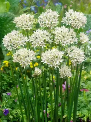 Allium - Ramosum