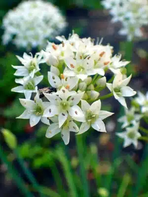 Allium - Tuberosum