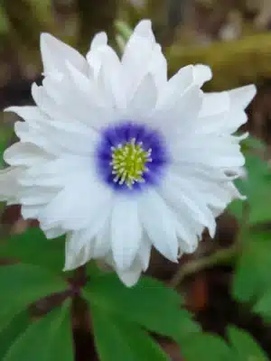 Anemone - Nemorosa blå øyne