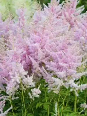 Astilbe - Falsk geiteskjegg