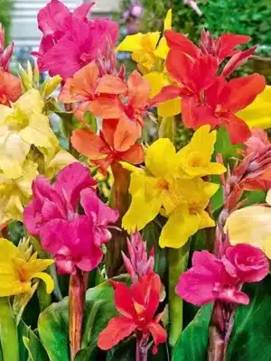 Lilja - Canna mixed