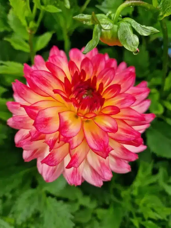 Dahlia - Armateras