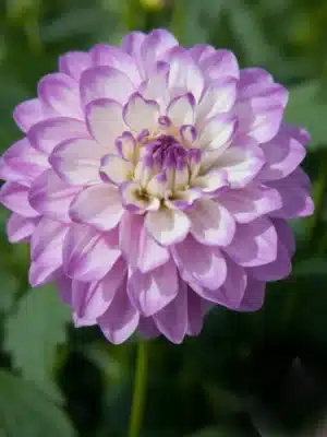 Dahlia - Blue wish