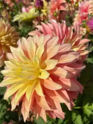 Dahlia - Blushing lady