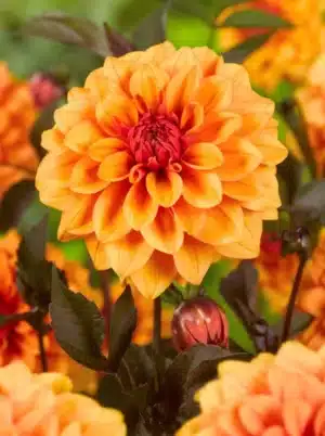 Dahlia - David howard