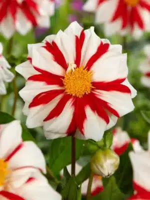 Dahlia - Ild og is